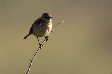 Avrupa Taşkakanı Saxicola rubicola