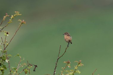 Avrupa Taşkakanı Saxicola rubicola