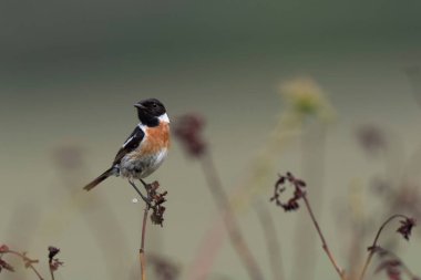 Avrupa Taşkakanı Saxicola rubicola