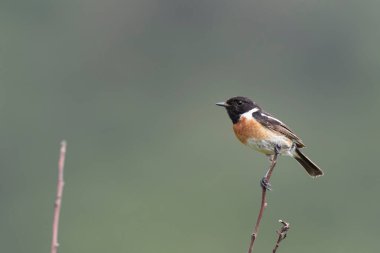 Avrupa Taşkakanı Saxicola rubicola