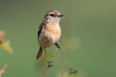 Avrupa Taşkakanı Saxicola rubicola