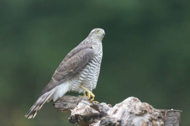 Avrupalı Atmaca Accipiter Nisus Düşen bir sandığa saldırıyor