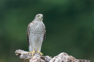 Avrupalı Atmaca Accipiter Nisus Düşen bir sandığa saldırıyor