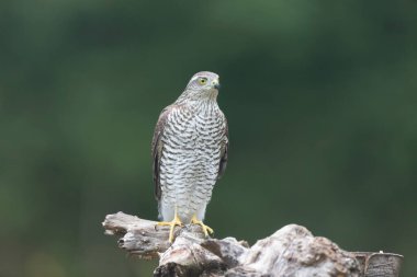 Avrupalı Atmaca Accipiter Nisus Düşen bir sandığa saldırıyor
