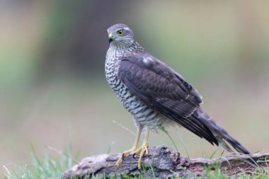 Avrupalı Atmaca Accipiter Nisus Düşen bir sandığa saldırıyor