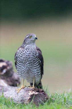 Avrupalı Atmaca Accipiter Nisus Düşen bir sandığa saldırıyor