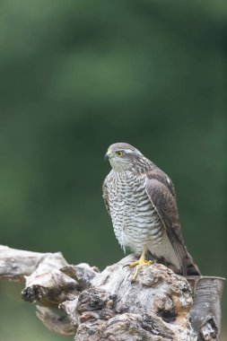 Avrupalı Atmaca Accipiter Nisus Düşen bir sandığa saldırıyor