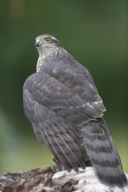 Avrupalı Atmaca Accipiter Nisus Düşen bir sandığa saldırıyor