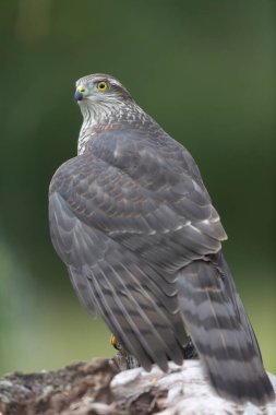 Avrupalı Atmaca Accipiter Nisus Düşen bir sandığa saldırıyor