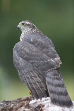 Avrupalı Atmaca Accipiter Nisus Düşen bir sandığa saldırıyor