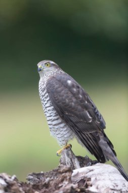 Avrupalı Atmaca Accipiter Nisus Düşen bir sandığa saldırıyor