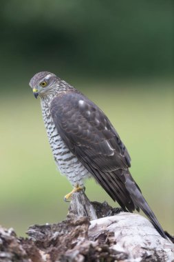 Avrupalı Atmaca Accipiter Nisus Düşen bir sandığa saldırıyor