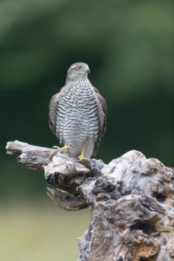 Avrupalı Atmaca Accipiter Nisus Düşen bir sandığa saldırıyor