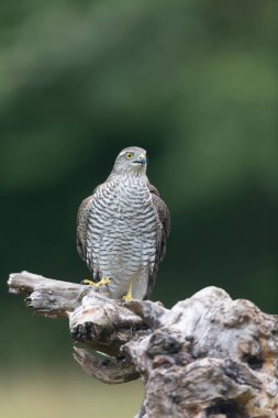 Avrupalı Atmaca Accipiter Nisus Düşen bir sandığa saldırıyor