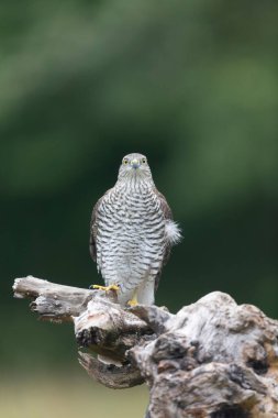 Avrupalı Atmaca Accipiter Nisus Düşen bir sandığa saldırıyor
