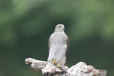 Avrupalı Atmaca Accipiter Nisus Düşen bir sandığa saldırıyor