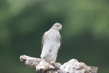 Avrupalı Atmaca Accipiter Nisus Düşen bir sandığa saldırıyor