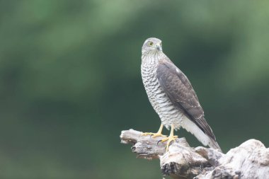 Avrupalı Atmaca Accipiter Nisus Düşen bir sandığa saldırıyor