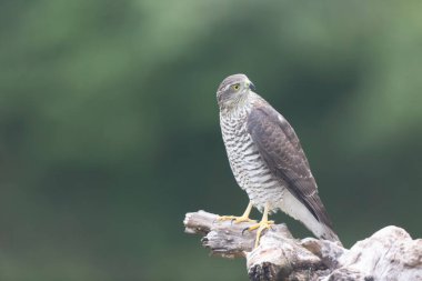Avrupalı Atmaca Accipiter Nisus Düşen bir sandığa saldırıyor