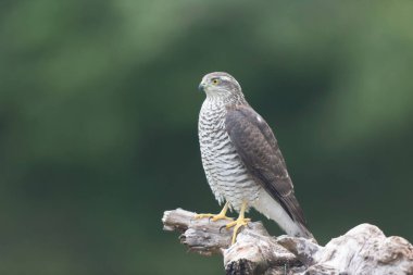 Avrupalı Atmaca Accipiter Nisus Düşen bir sandığa saldırıyor