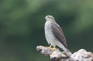Avrupalı Atmaca Accipiter Nisus Düşen bir sandığa saldırıyor