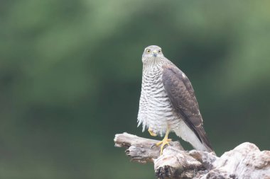 Avrupalı Atmaca Accipiter Nisus Düşen bir sandığa saldırıyor