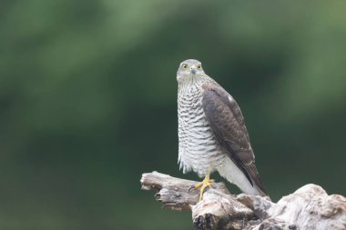 Avrupalı Atmaca Accipiter Nisus Düşen bir sandığa saldırıyor