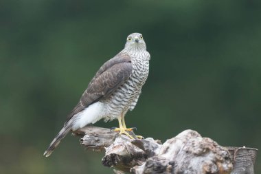 Avrupalı Atmaca Accipiter Nisus Düşen bir sandığa saldırıyor