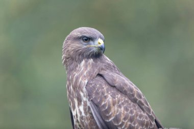 Yaygın Şahin Buteo buteo bir sandığa tünedi