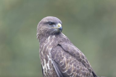 Yaygın Şahin Buteo buteo bir sandığa tünedi