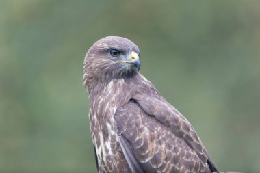 Yaygın Şahin Buteo buteo bir sandığa tünedi