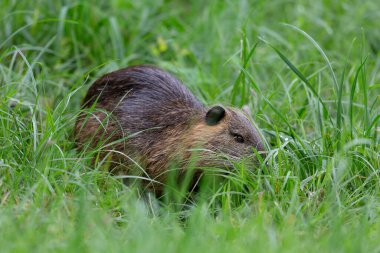 Myocastor coypus 'ta Nutria Coypu