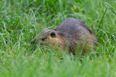 Myocastor coypus 'ta Nutria Coypu
