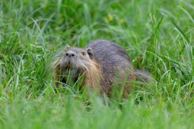 Myocastor coypus 'ta Nutria Coypu