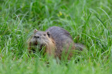 Myocastor coypus 'ta Nutria Coypu