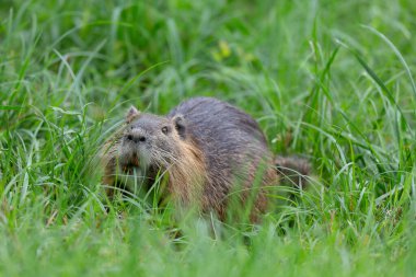 Myocastor coypus 'ta Nutria Coypu