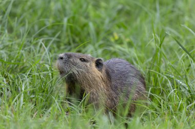 Myocastor coypus 'ta Nutria Coypu