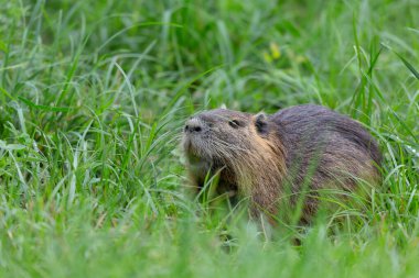 Myocastor coypus 'ta Nutria Coypu