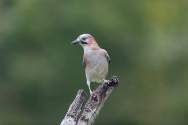 Avrupalı Jay Garrulus glandarius