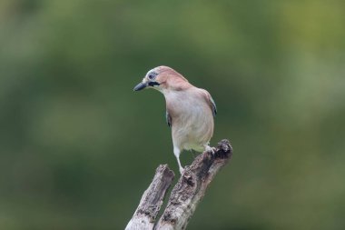 Avrupalı Jay Garrulus glandarius