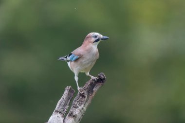 Avrupalı Jay Garrulus glandarius
