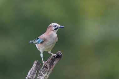 Avrupalı Jay Garrulus glandarius