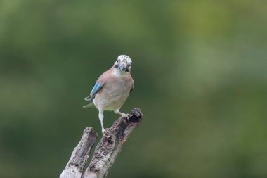 Avrupalı Jay Garrulus glandarius