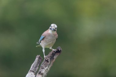 Avrupalı Jay Garrulus glandarius