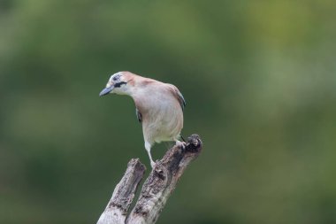 Avrupalı Jay Garrulus glandarius