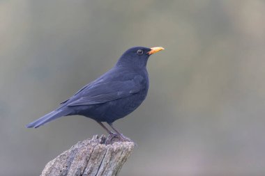 Karatavuk Turdus merula yakın görüşte