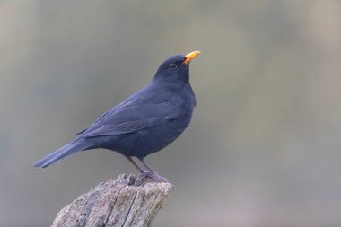 Karatavuk Turdus merula yakın görüşte
