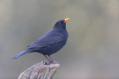 Karatavuk Turdus merula yakın görüşte