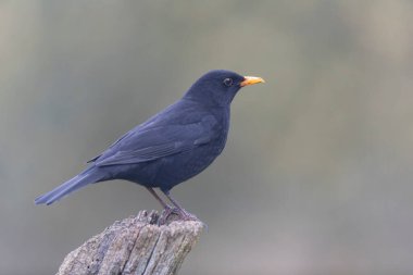 Karatavuk Turdus merula yakın görüşte