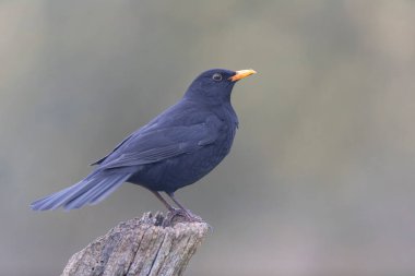 Karatavuk Turdus merula yakın görüşte